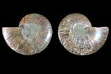 Agatized Ammonite Fossil - Madagascar #145920-1